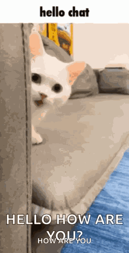 Kitty Cat GIF