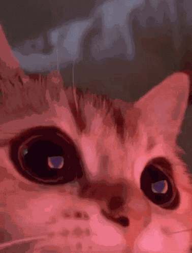 Kitty Cat GIF