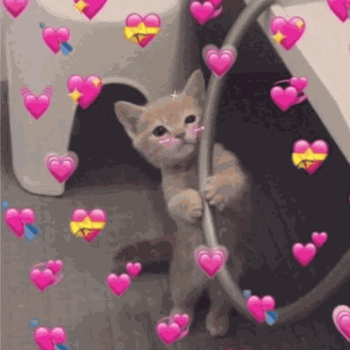 Kitty Cat GIF