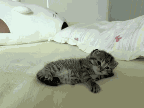 Kitty Cat GIF