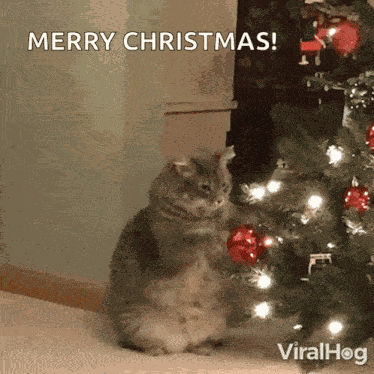 Kitty Claws Christmas Tree Cat Playing With Christmas Tree GIF