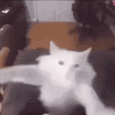 Kitty Dance Cat GIF