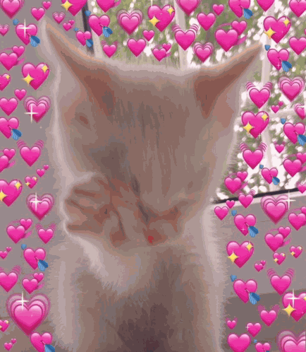 Kitty Gato GIF
