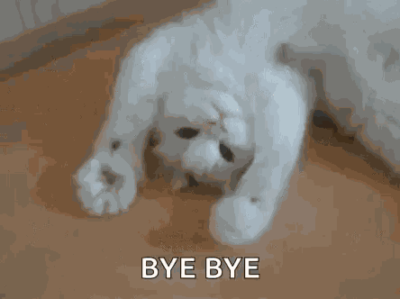 Kitty Highkitten GIF