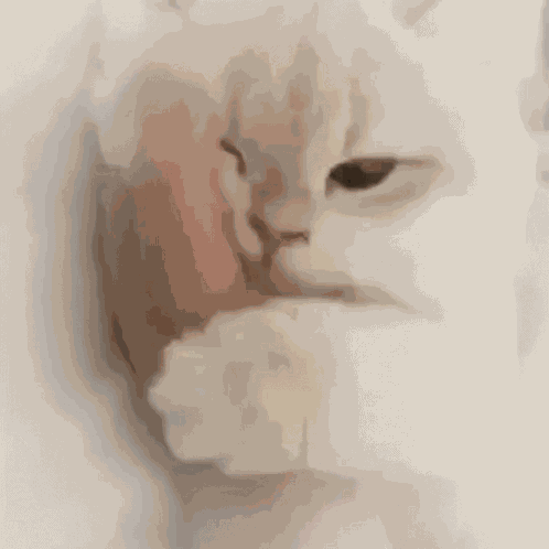 Kitty Kitten GIF