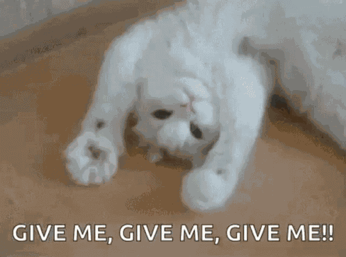 Kitty Kitten GIF