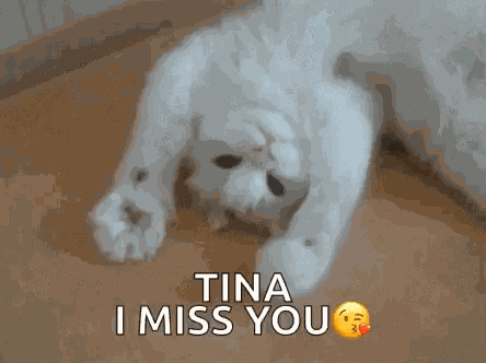 Kitty Kitten GIF