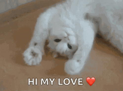 Kitty Kitten GIF