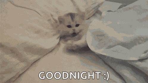 Kitty Kitten GIF