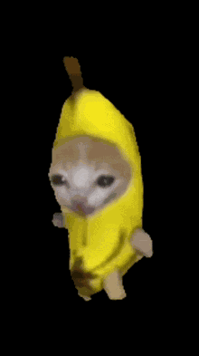 Kitty GIF
