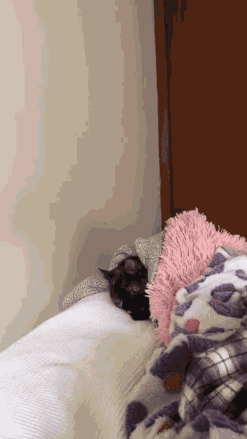 Kitty GIF