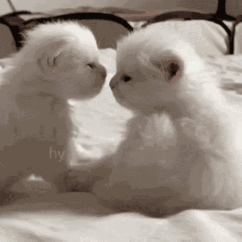 Kittykiss Little Kitty GIF