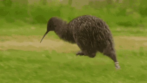 Kiwi Kiwi Bird GIF
