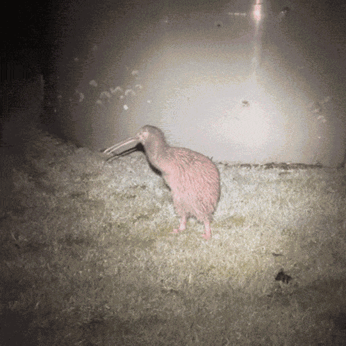 Kiwi Kiwi Bird GIF