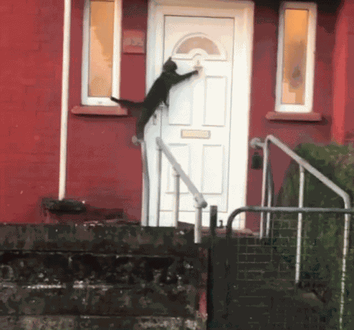 Knock Knock Cat Knock Door GIF