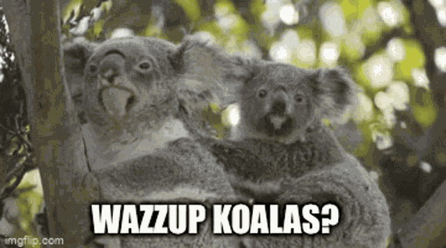 Koala Bear GIF