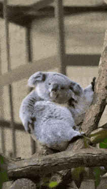 Koala Bear GIF