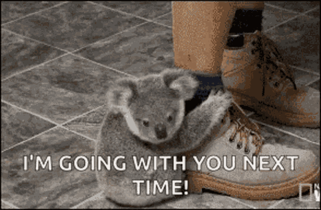 Koala Clingy GIF