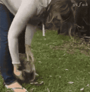 Koala GIF