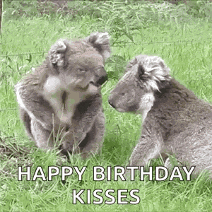 Koala Cute GIF