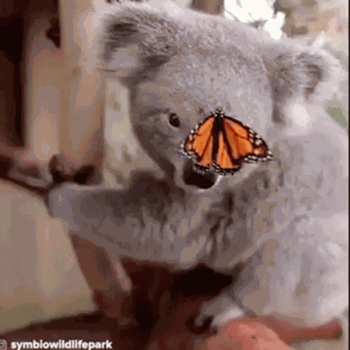 Koala Cute GIF