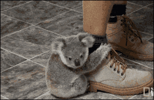 Koala Friend GIF