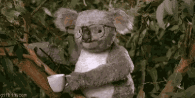Koala Glasses GIF