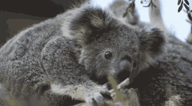 Koala GIF