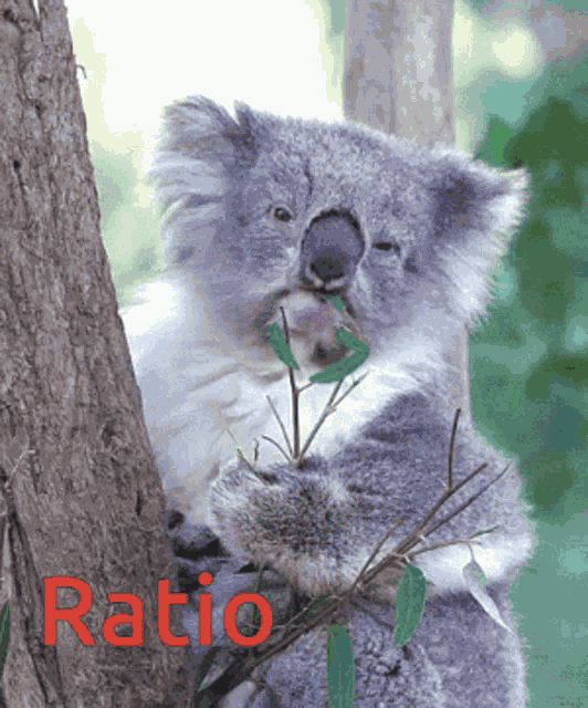 Koala Ratio GIF