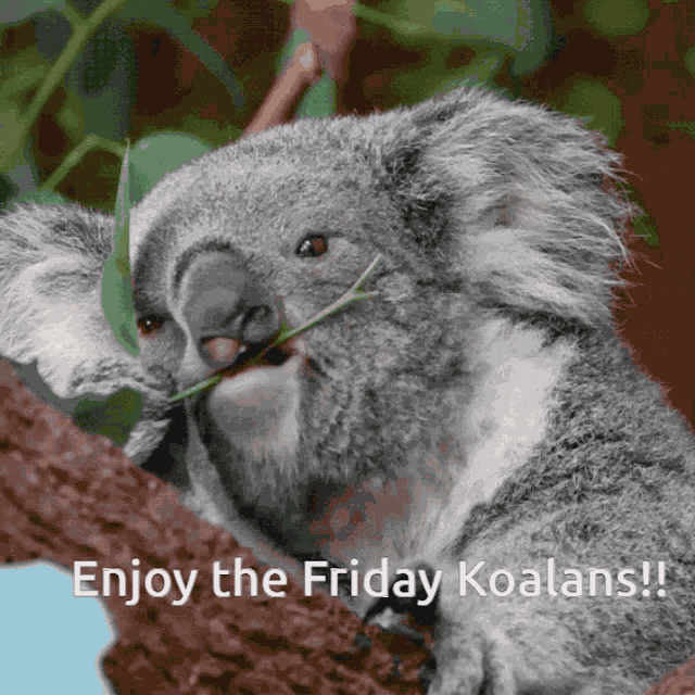 Koala GIF