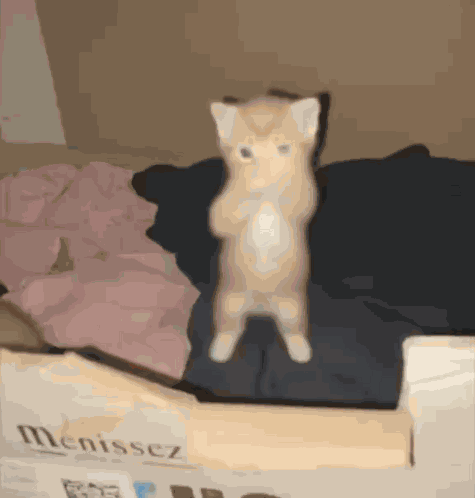 Ksungminz Stan Twitter GIF