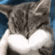 Kucing Bingung GIF