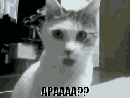 Kucing Kaget GIF