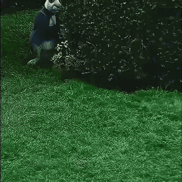 Labben Ratten Rabs The Lat GIF