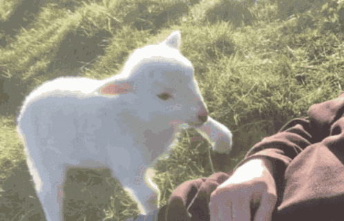 Lamb Me GIF