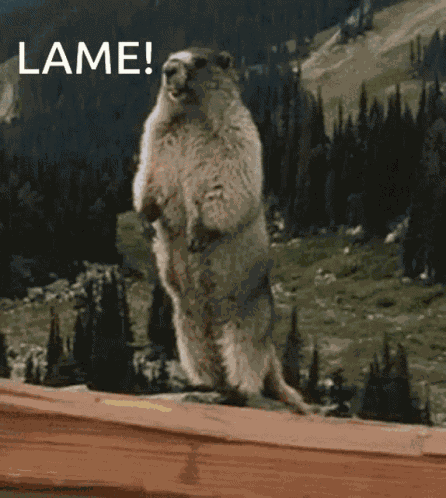 Lame Marmot Lame GIF
