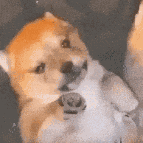 Lapiscel Dog GIF