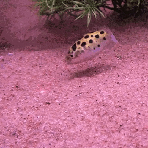 Laser Pointer Fish GIF