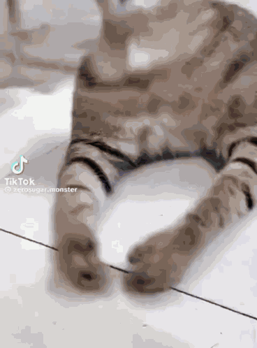 Laughing Ai Cat Laughing Ai Cat Video Brandon GIF