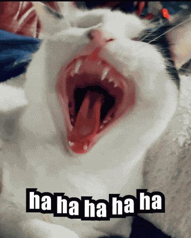 Laughing Cat GIF