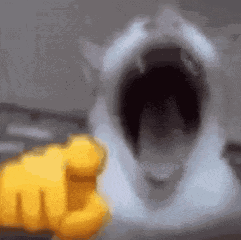 Laughing Cat Haha Cat GIF