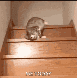 Lazy Cat GIF
