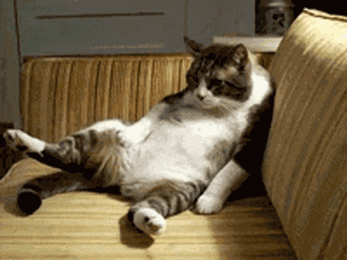 Lazy Cat GIF