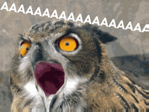 Ledkin57 Chouette Crie GIF