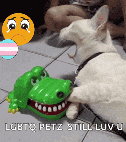 Lgbtq Lgbtq Pets GIF