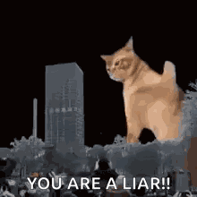 Liar Why You Always Lying GIF