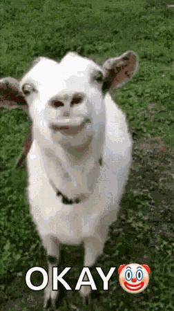 Lick Stick Out Tongue GIF