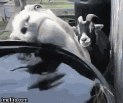 Lick Water GIF