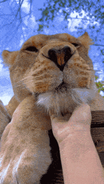Lion Boop GIF