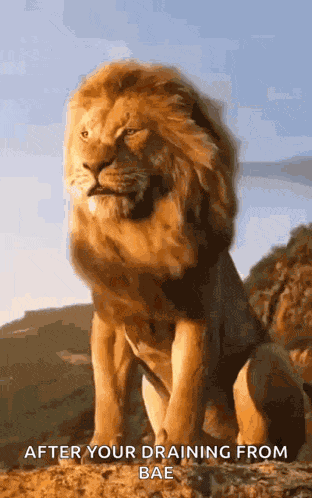 Lion King Lion GIF